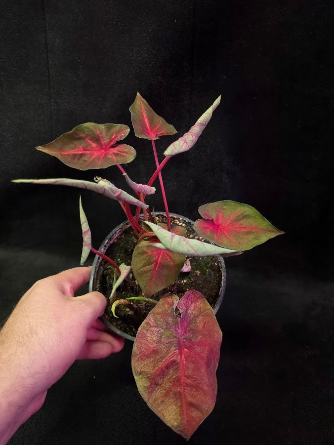 Caladium Hybrid Berries N Burgundy #01