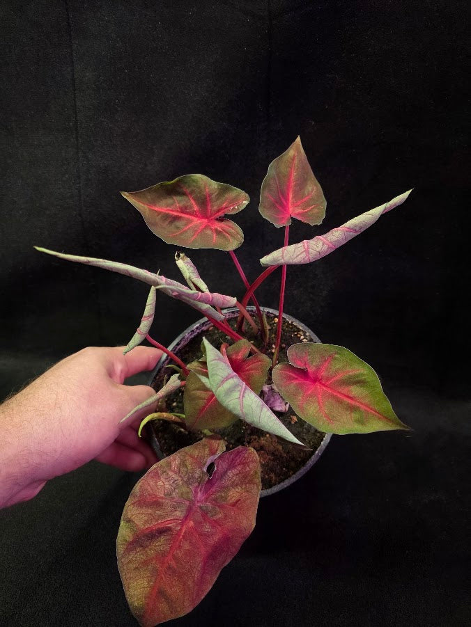 Caladium Hybrid Berries N Burgundy #01