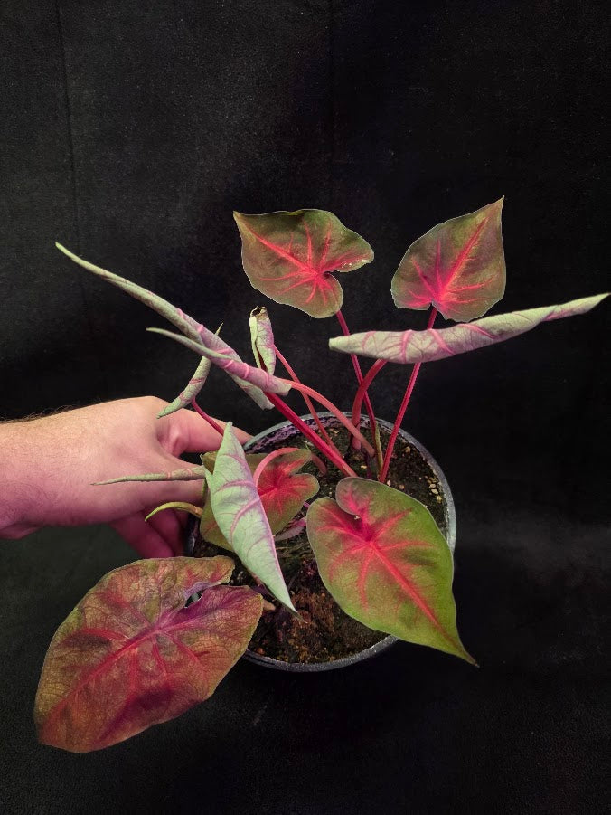 Caladium Hybrid Berries N Burgundy #01