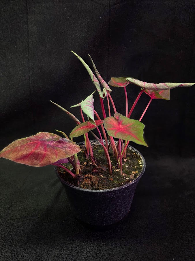 Caladium Hybrid Berries N Burgundy #01