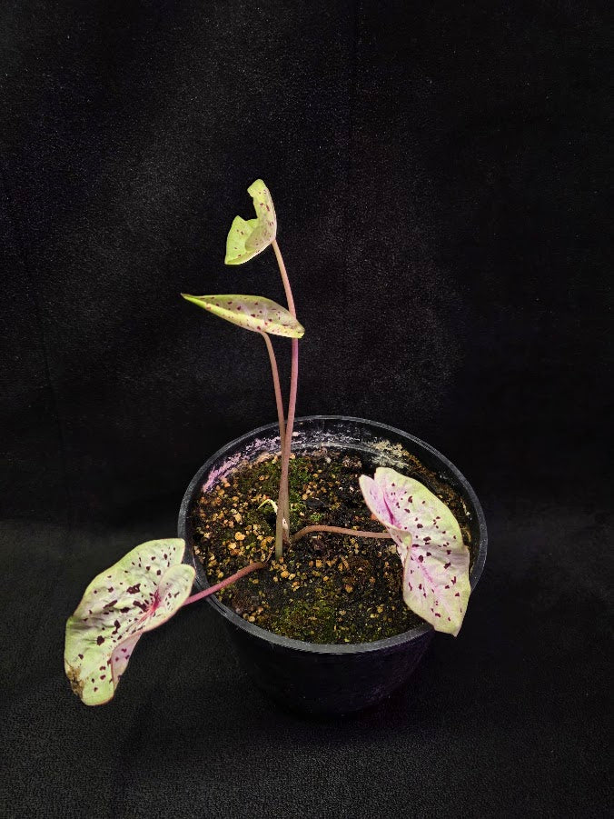Caladium Hybrid Puppy Love #01