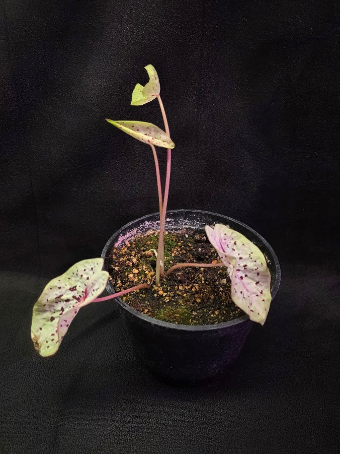 Caladium Hybrid Puppy Love #01