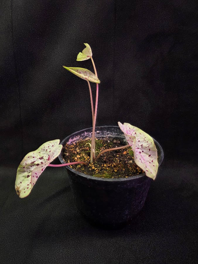 Caladium Hybrid Puppy Love #01