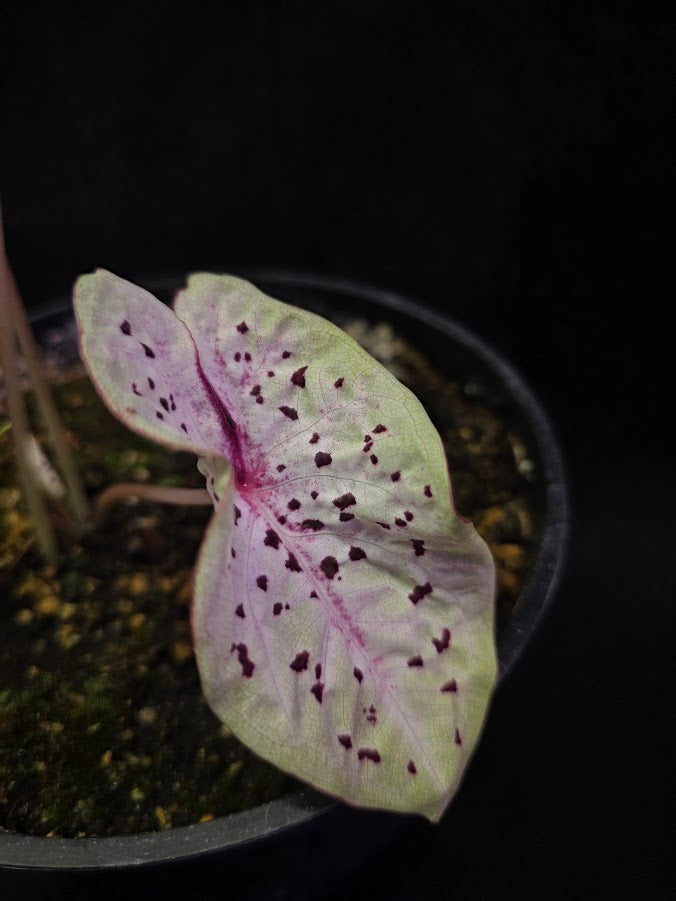 Caladium Hybrid Puppy Love #01