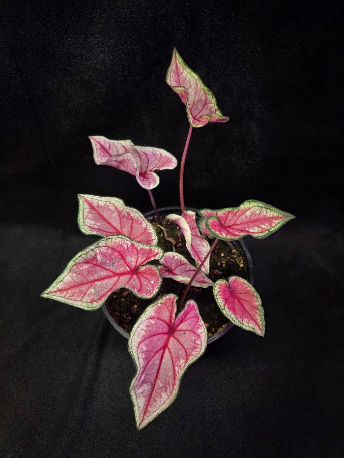 Caladium Heart To Heart Radiance #01