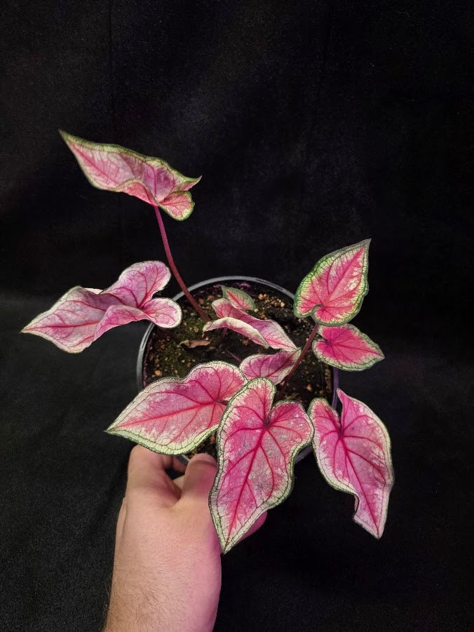 Caladium Heart To Heart Radiance #01