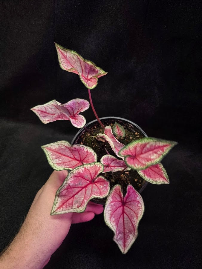 Caladium Heart To Heart Radiance #01