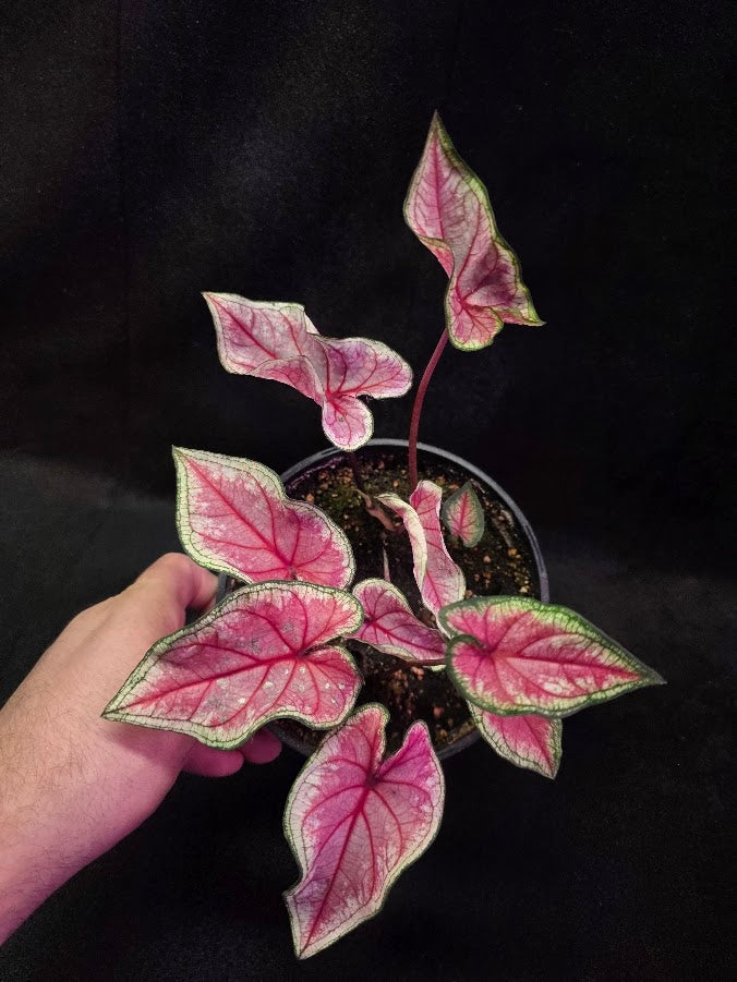 Caladium Heart To Heart Radiance #01