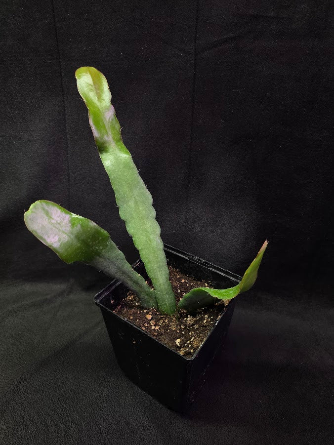 Queen of the Night #05