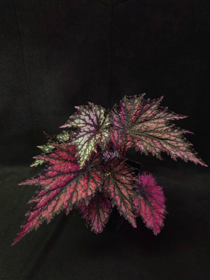 Begonia Jurassic Junior Fire Spike #03