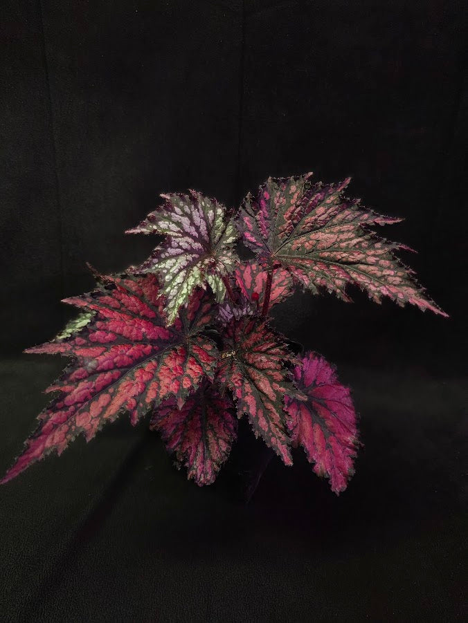 Begonia Jurassic Junior Fire Spike #03