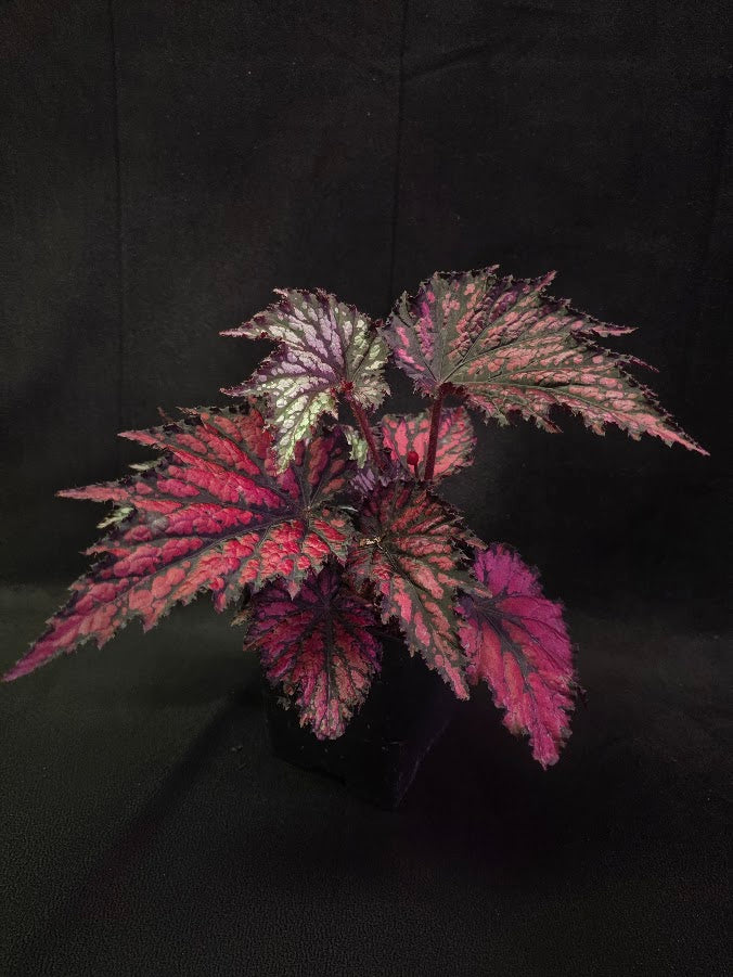 Begonia Jurassic Junior Fire Spike #03