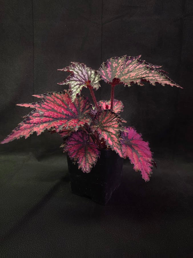 Begonia Jurassic Junior Fire Spike #03