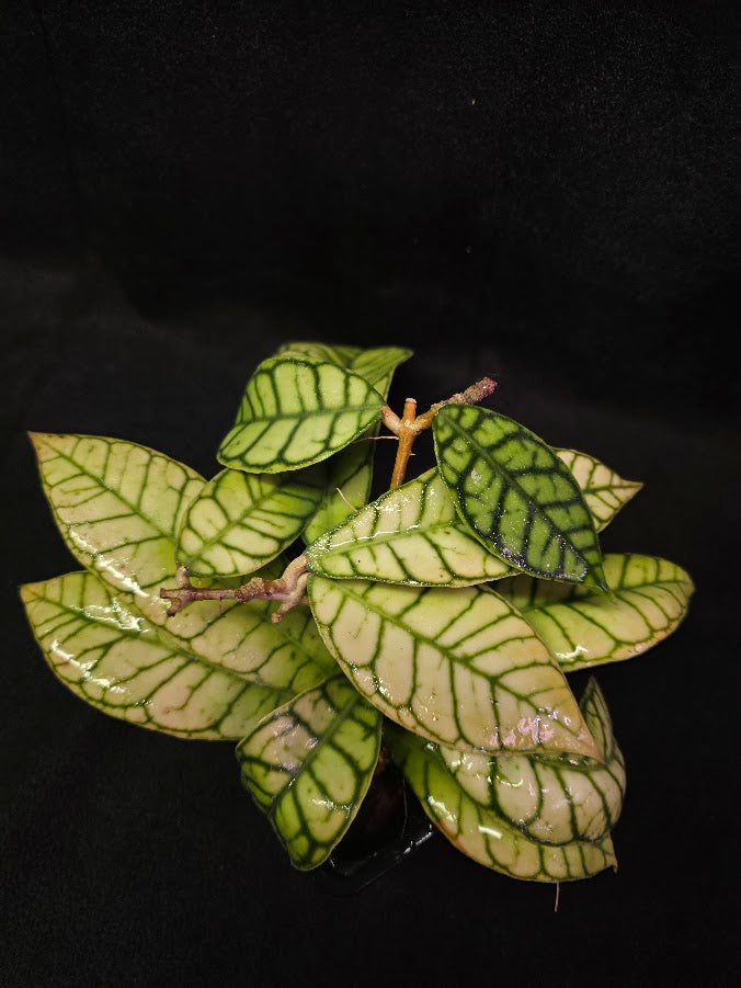 Hoya Callistophylla #01