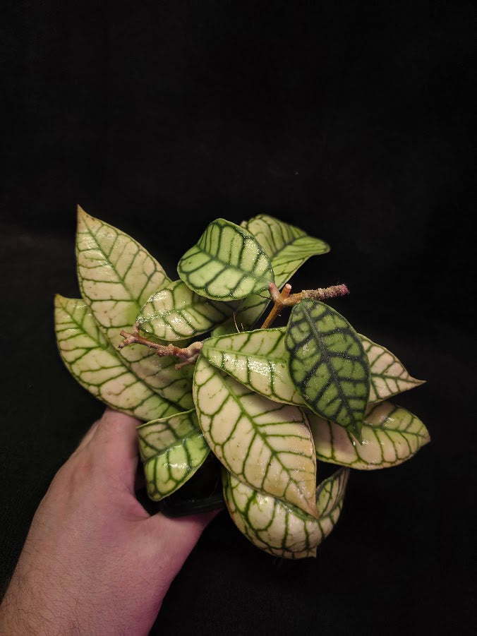 Hoya Callistophylla #01