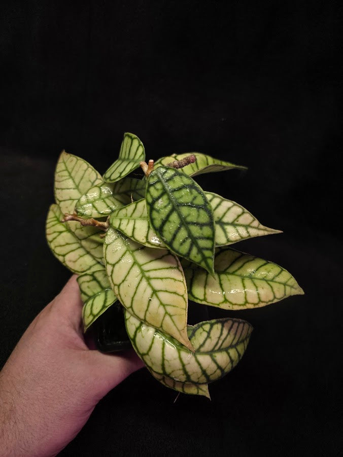 Hoya Callistophylla #01