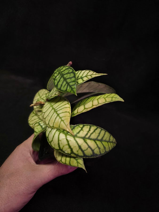 Hoya Callistophylla #01