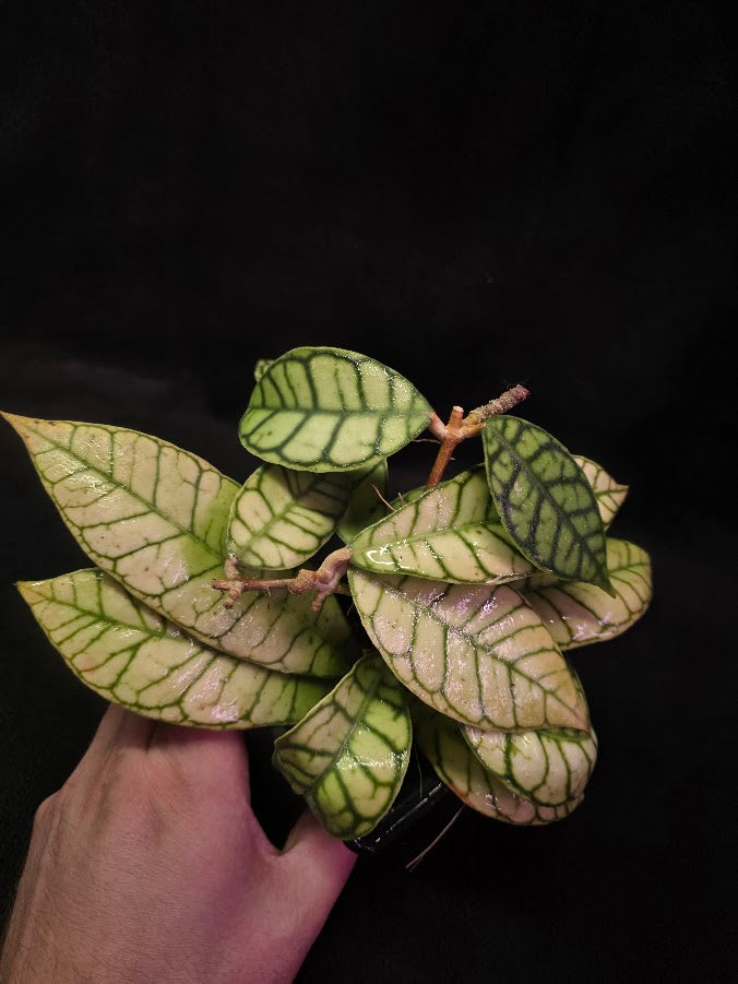 Hoya Callistophylla #01