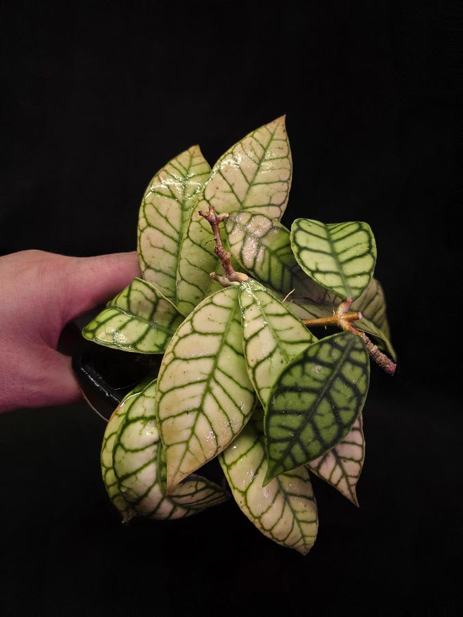 Hoya Callistophylla #01