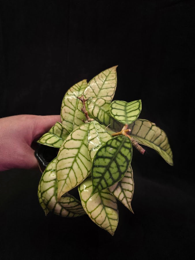 Hoya Callistophylla #01
