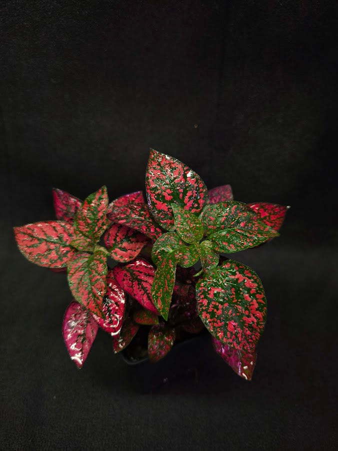 Red Polka Dot #01