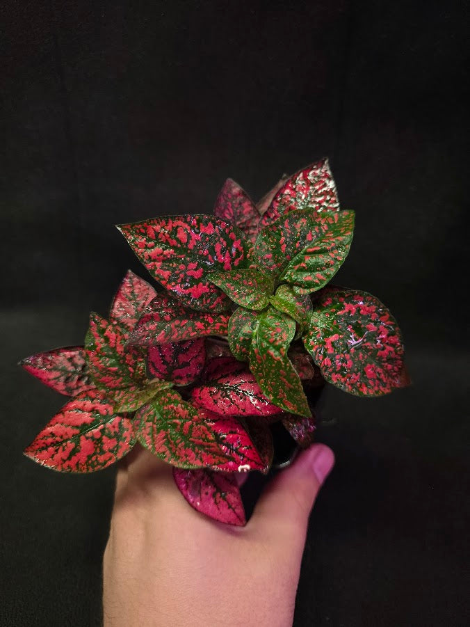 Red Polka Dot #01