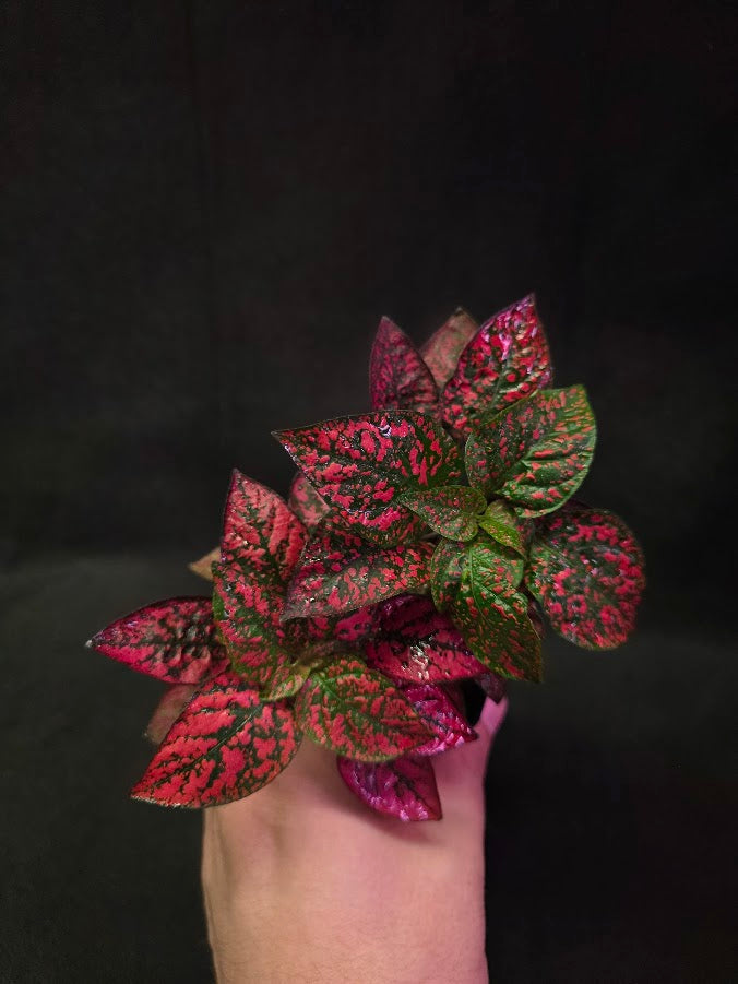 Red Polka Dot #01