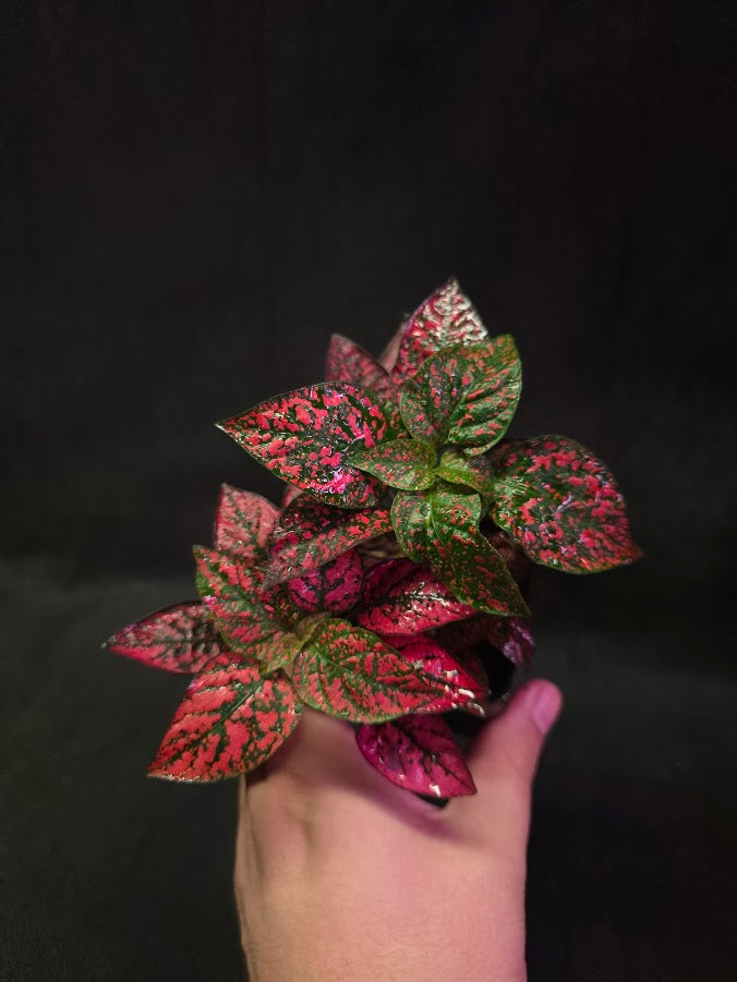 Red Polka Dot #01