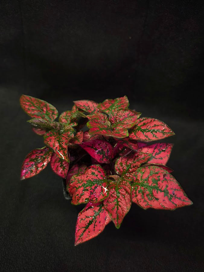 Red Polka Dot #02