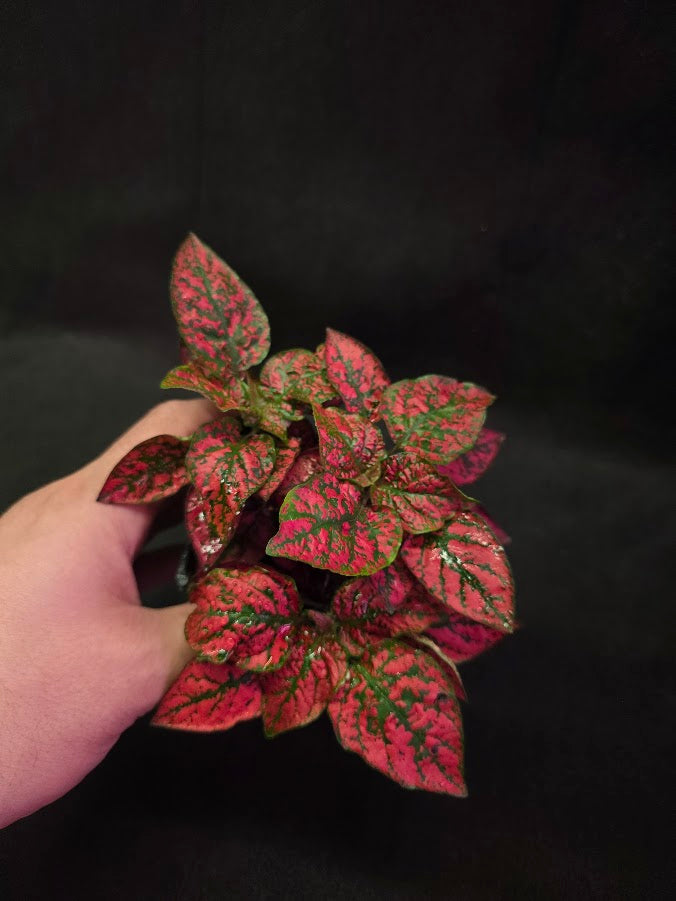 Red Polka Dot #02