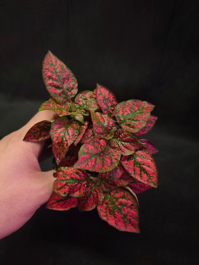 Red Polka Dot #02