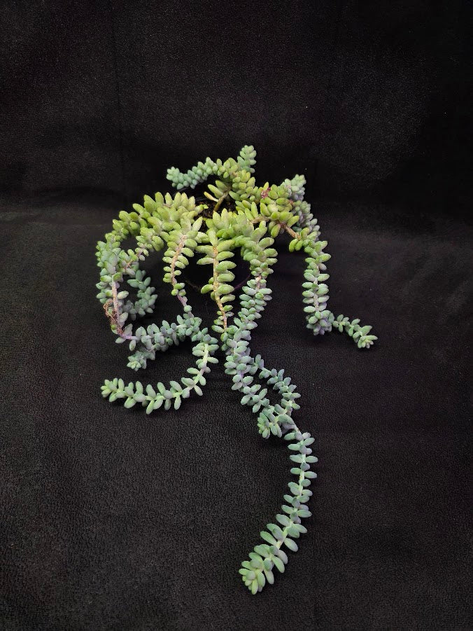 Donkey's Tail #01