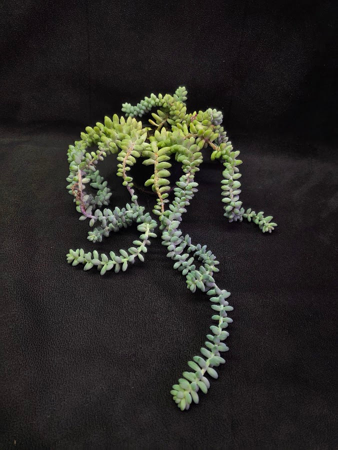 Donkey's Tail #01