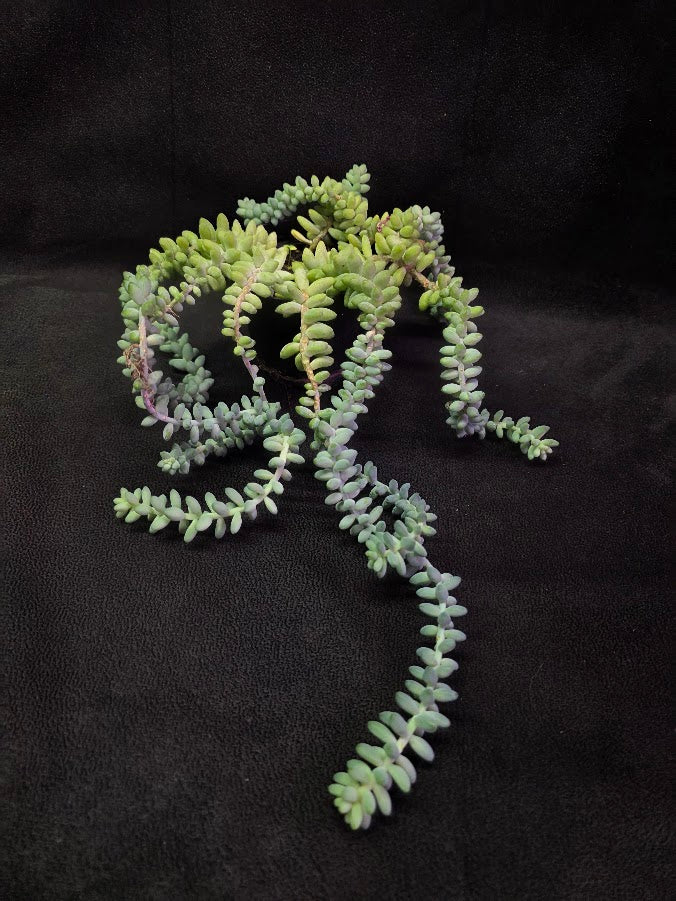 Donkey's Tail #01