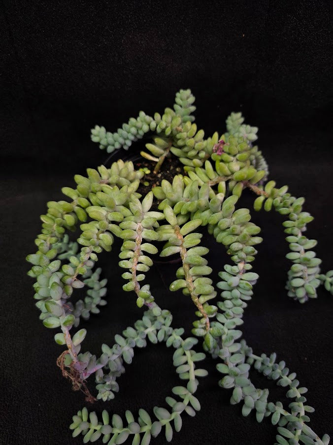 Donkey's Tail #01