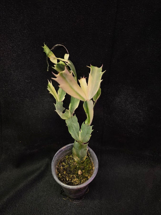 Variegated Thanksgiving Cactus #01