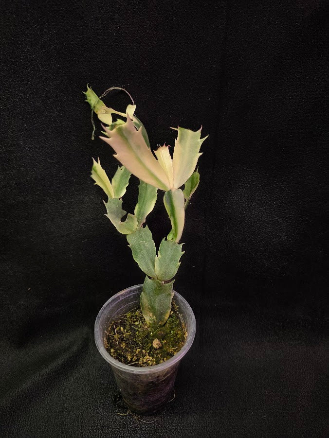 Variegated Thanksgiving Cactus #01