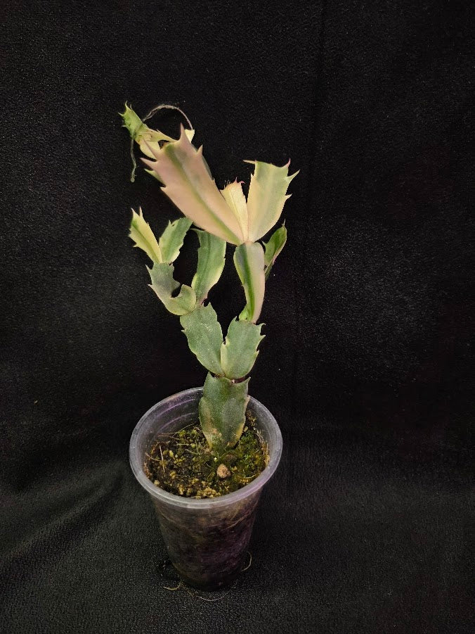 Variegated Thanksgiving Cactus #01