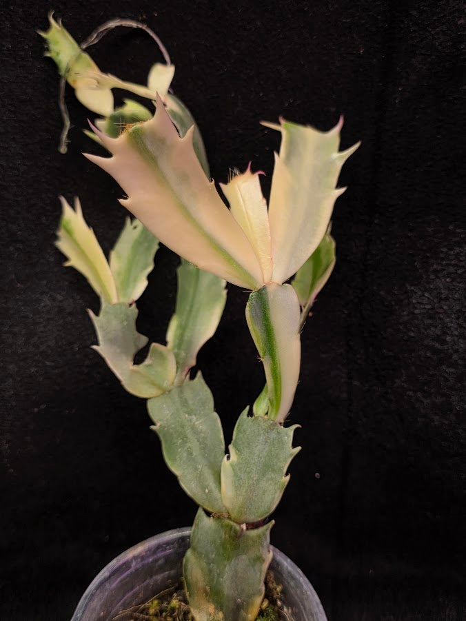 Variegated Thanksgiving Cactus #01
