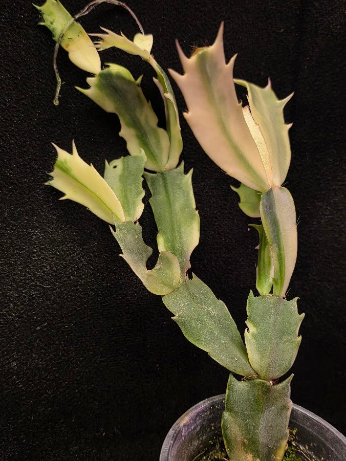 Variegated Thanksgiving Cactus #01