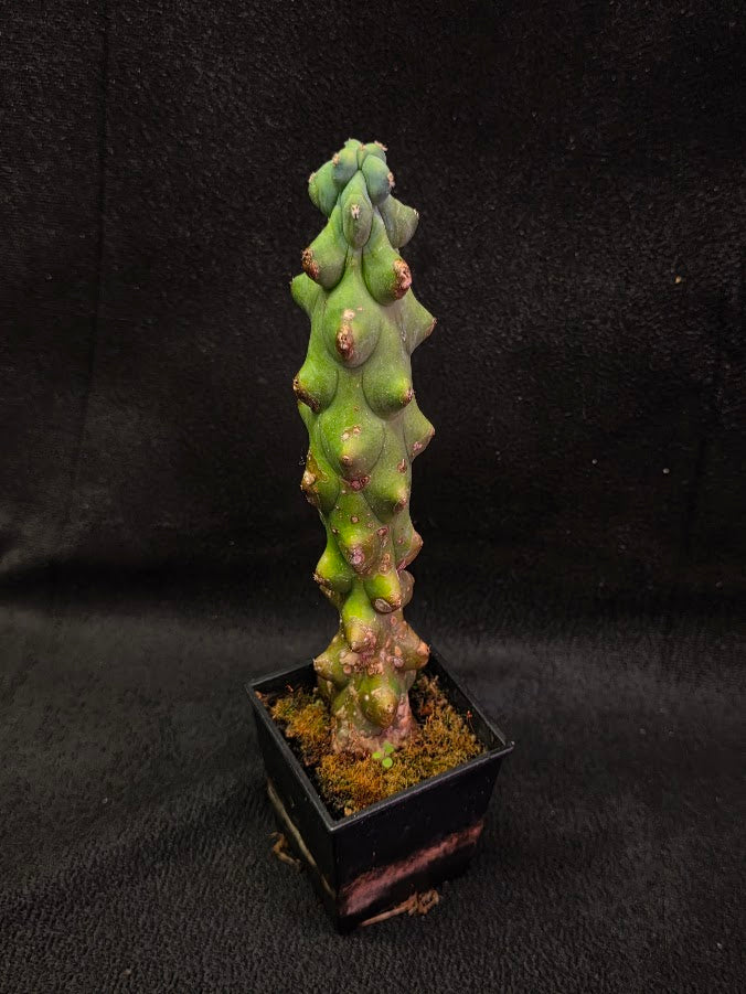 Boobie Cactus #01
