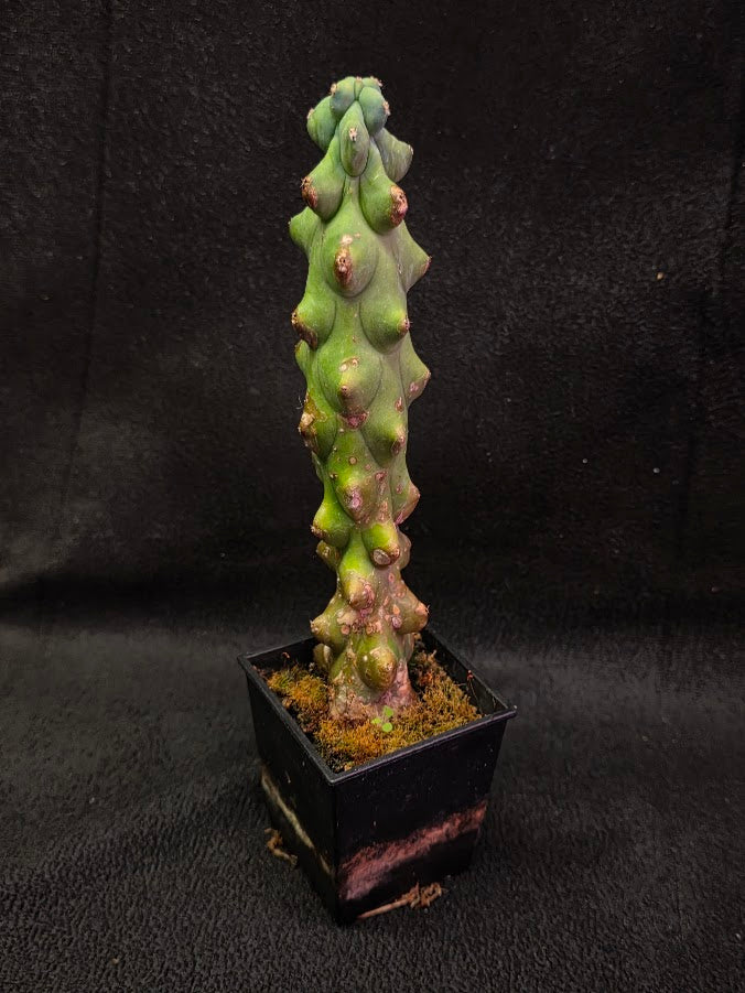 Boobie Cactus #01