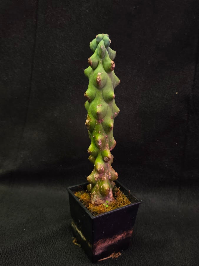 Boobie Cactus #01