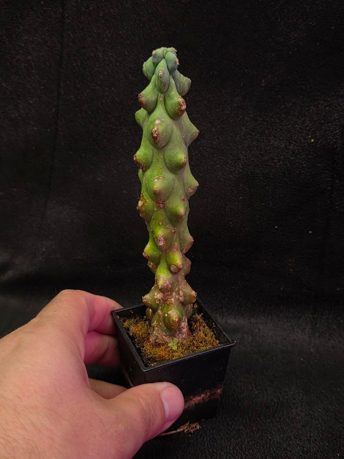 Boobie Cactus #01