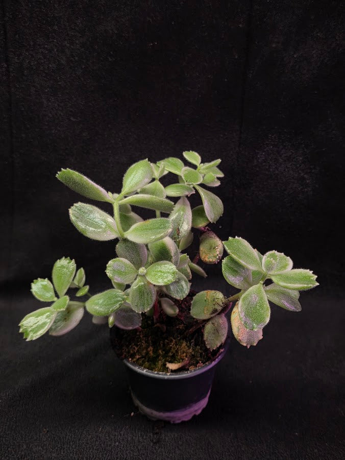 Variegated Bear Paws #01