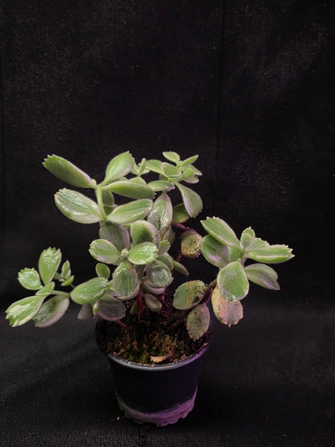 Variegated Bear Paws #01