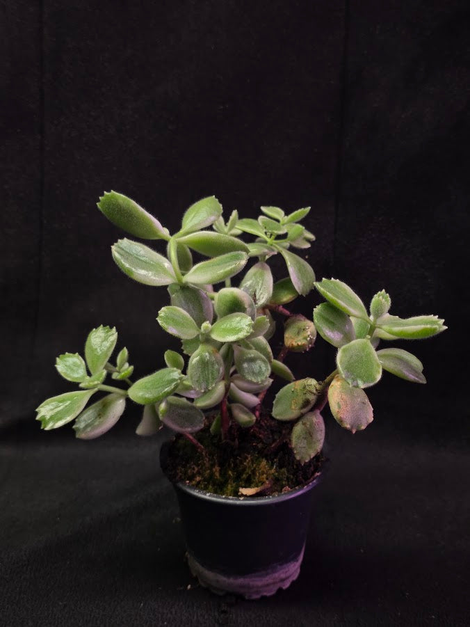 Variegated Bear Paws #01
