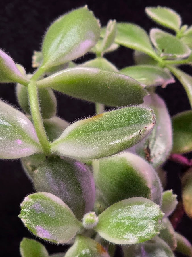 Variegated Bear Paws #01