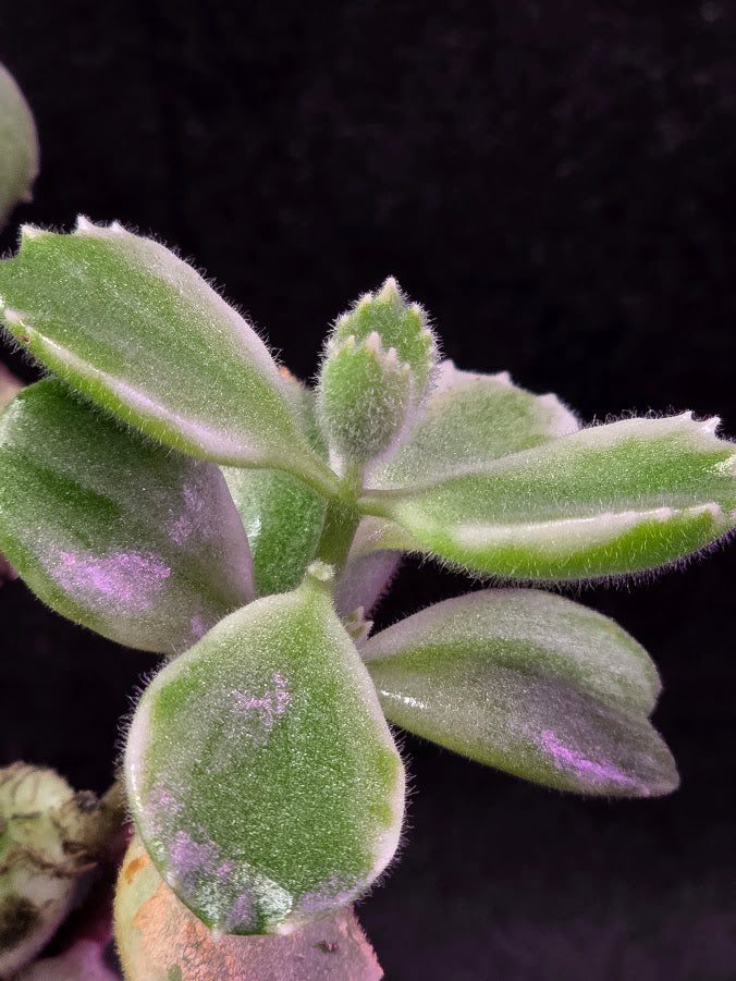 Variegated Bear Paws #01