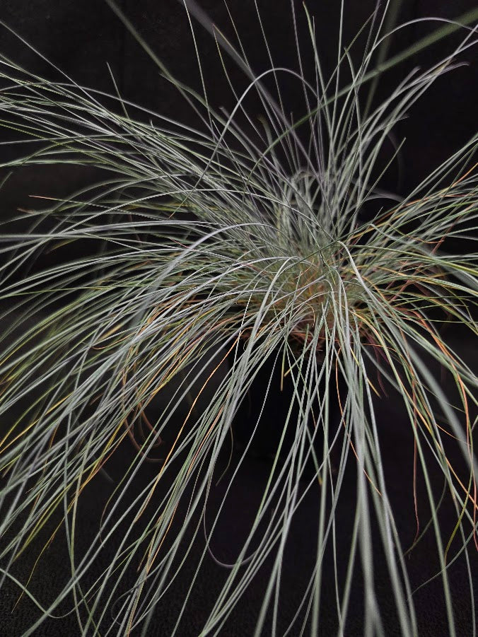 Buddy Blue Grass #01